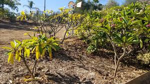 Plumerias (aka frangipani plant or hawaiian lei tree) are beautiful tropical plants. Southern California Plumeria Society You Might Be Seeing Yellowed Leaves Hanging From Your Plants Like You See Here No Worries All Is Well Your Plants Are In The Process Of Going