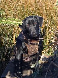 Browse thru labrador retriever puppies for sale near raleigh, north carolina, usa area listings on puppyfinder.com to find your perfect puppy. Good English Lab Breeder In Central Nc North Carolina Hunting And Fishing Forums