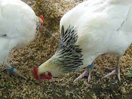 L Alimentation