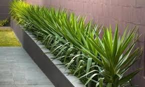 Gardening & landscaping stack exchange is a question and answer site for gardeners and landscapers. 51 Trendy Desert Pool Landscape Interior Design Backyard Landscaping Designs Easy Landscaping Modern Landscaping