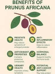 Image result for Prunus africana