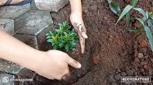 Cara Menanam Tanaman Hias Bunga Soka Jawa Atau Ixora Javanica Dari Polybag Tanaman Menanam Bunga