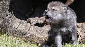Image result for wolf cub