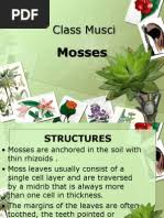 Image result for Conostomium gazense