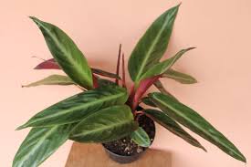 Image result for stromanthe