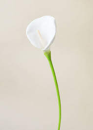 Find the top products of 2021 with our buying guides, based on hundreds of reviews! Silk Calla Lilies Artificial Silk Flowers Afloral Com