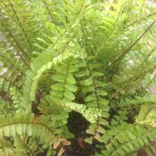 Aku menuruti kemauan nakal mertuaku karena ini??? Pokok Paku Pakis Asplenium Trichomanes