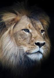 Mujambi Adelaide Zoo Wild Cats Beautiful Creatures Cats And Kittens