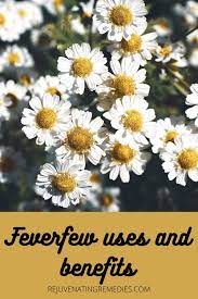 Feverfew Uses And Benefits To Your Health Feverfew Healing Herbs Herbal Infusion