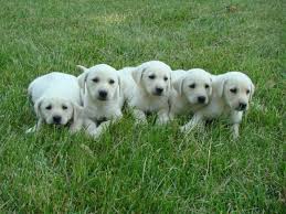 My lab has just had a litter of black & yellow pups. Akc White Lab Puppies Michigan Sportsman Forum