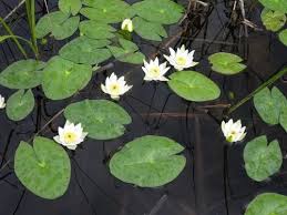 Image result for Nymphaea divaricata