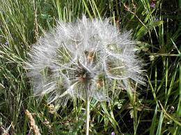 Mic Uk Goat S Beard An Illustrated Peep At The Structure Of This Plant S Seed Dispersal Mechanism