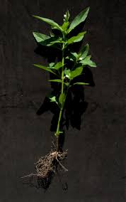 Image result for Asystasia mysorensis