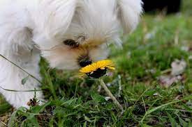 yuzu panic of image maltese yuzu yuzu real maltese dogs maltese yorkie puppy teacup puppies maltese