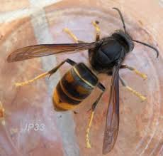 Pi?ges frelons asiatiques avec sardines. Avis De G F Sur Le Piege Bouteille