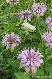 Image result for Lamiaceae