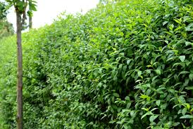 Image result for Ligustrum obtusifolium