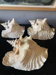 The Queen Conch | Visit Turks And Caicos Islands