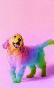 eu tenho o poder de colorir a sua vida protecao de tela hunde niedliche tiere e susse tiere