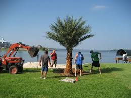 Time in tx and dst changes in 2021. Date Palms Houston Lake Conroe Palm Trees Dallas Palm Trees Houston Area Date Palm Tree Austin Texas Palm T Palm Tree Pictures Palm Tree Types Texas Landscapes