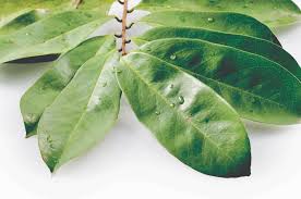 How to treat lump in armpit by using Soursop Leaf 