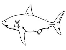 Megalodon monster jam coloring pages monster jam coloring pages may 7th 2021 | coloring monster jam coloring pages. Free Printable Shark Coloring Pages For Kids