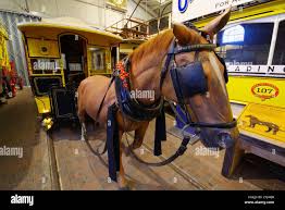 Tram trams horse hi-res stock ...