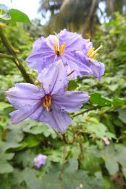 Image result for Solanum richardii