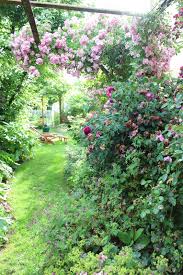 Rosier Liane Dream Garden Farm Gardens Secret Garden