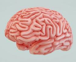 Free 3d Human Brain Model Brain Models 3d Human Human Brain