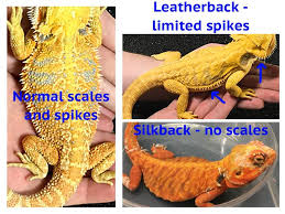 A Guide To Bearded Dragon Mutations And Genetic Traits