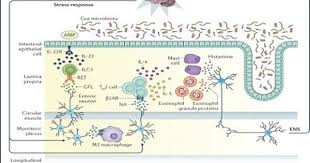 The Mucosal Immune System Master Regulator Of Bidirectional Gut Brain Communications Enteric Nervous System Plexus Products Immune System