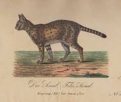 1830 Serval Cat Gatos Serval Gatos Atigrados Gato Serval Africano