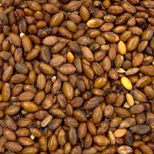 Image result for Synsepalum revolutum