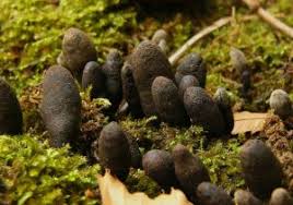 Image result for Xylaria polymorpha