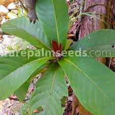 Image result for Guettarda