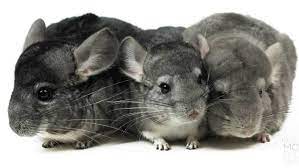 Price may vary by location. Petition Malcom Turnbull Mp Legalise Pet Chinchillas In Australia Change Org