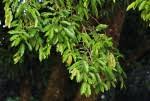 Image result for Diospyros mespiliformis