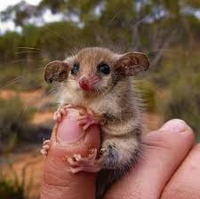 Pin Von Picture Life Auf Lovley Stuff Susse Tiere Susse Tiere Bilder Tiere