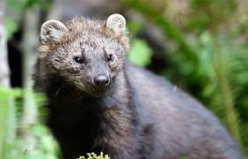 Fisher cat ferrets predator bald eagle mammals feathers maine wildlife owl. Fisher Species Profile Alaska Department Of Fish And Game