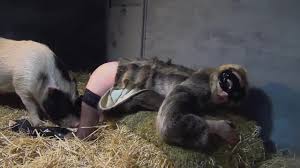 Pig and woman sex