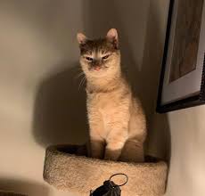 I couldn't find a cropped gif of this so i took matters into my own hands. Evil Cat Meme Template Album On Imgur