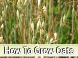 How To Grow Oats In Your Garden It S Pretty Easy Gardening Homesteading Organic Gardening Tips Organic Vegetable Garden Oats