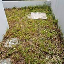 Cara meracun rumput/membasmi rumput/mematikan rumput liar mp3 duration 8:17 size 18.96 mb / pak tani tv 12. Diy Racun Rumput Dari 2 Bahan Dapur Rumput Cepat Mati Senang Nak Cabut Vanilla Kismis