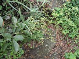 Image result for Searsia nebulosa