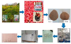 Image result for Aframomum zambesiacum