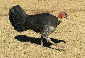 Birds That Look Like Turkeys The Australian Brush Turkey Alectura Lathami Is A Common Widespread Species Of Mound Building Birds F Australian Native Birds Upland Bird Hunting Pet Birds
