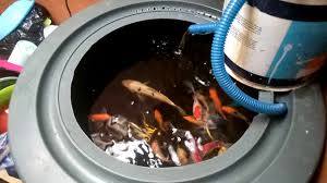 Kolam Ikan Dari Ember Youtube