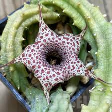 Image result for Huernia hislopii
