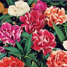 It's quite easy to plant impatiens seedlings, but you can also choose to start them from seed if you'd like. Balsamin Tom Thumb Ettariga Blommor Impatiens Balsamina Impecta